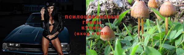 сатива Аркадак